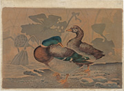 Ducks and Withered Lotus